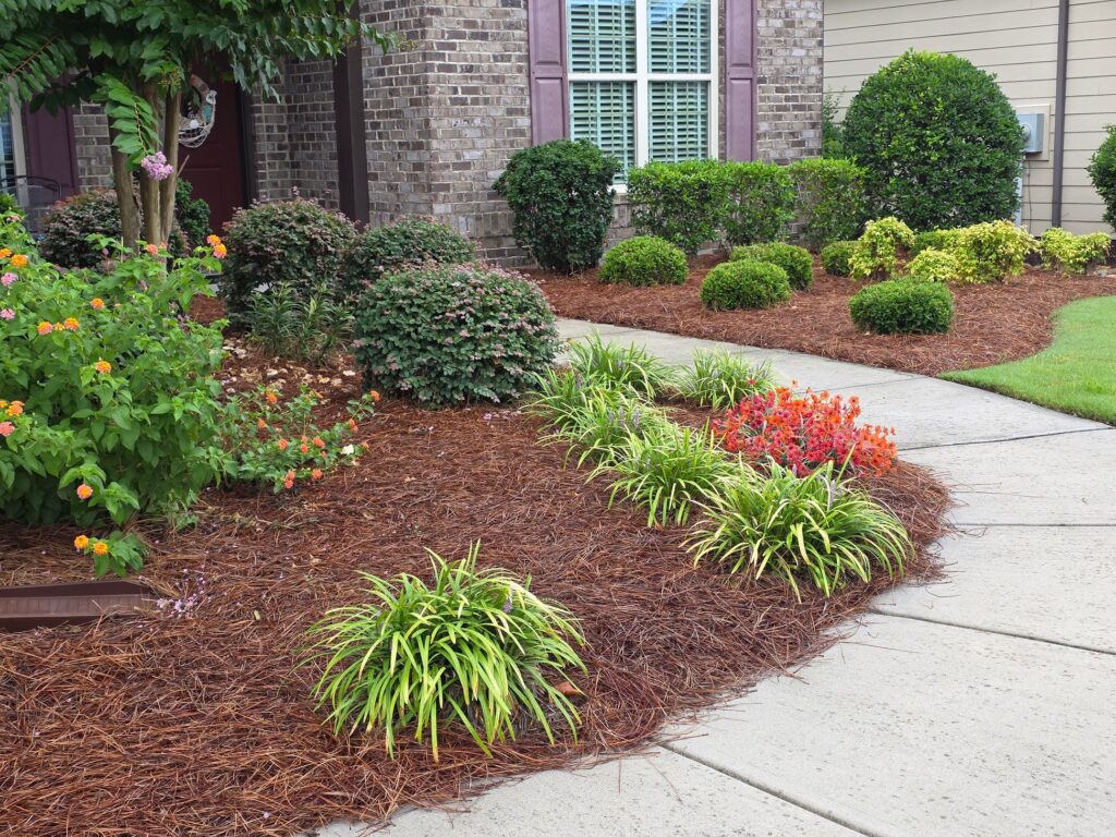 Seasonal Pine Needle Refresh Service