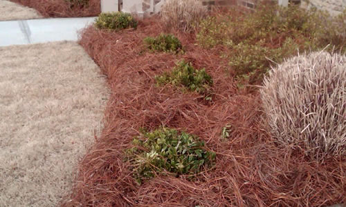pine needle installation projects 2