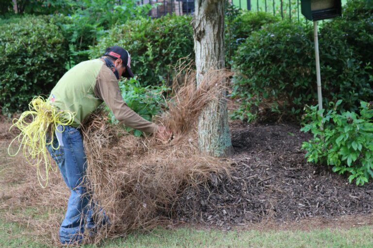 pine needle installation service 1