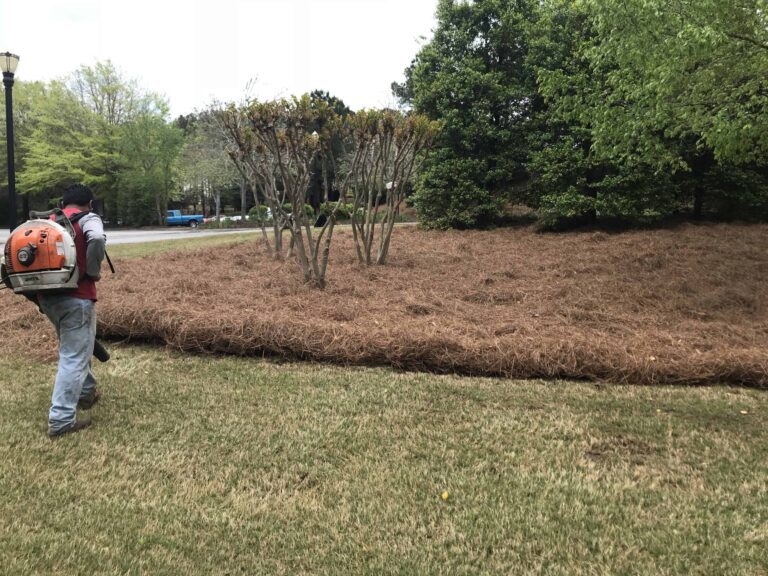pine needle installation service 5